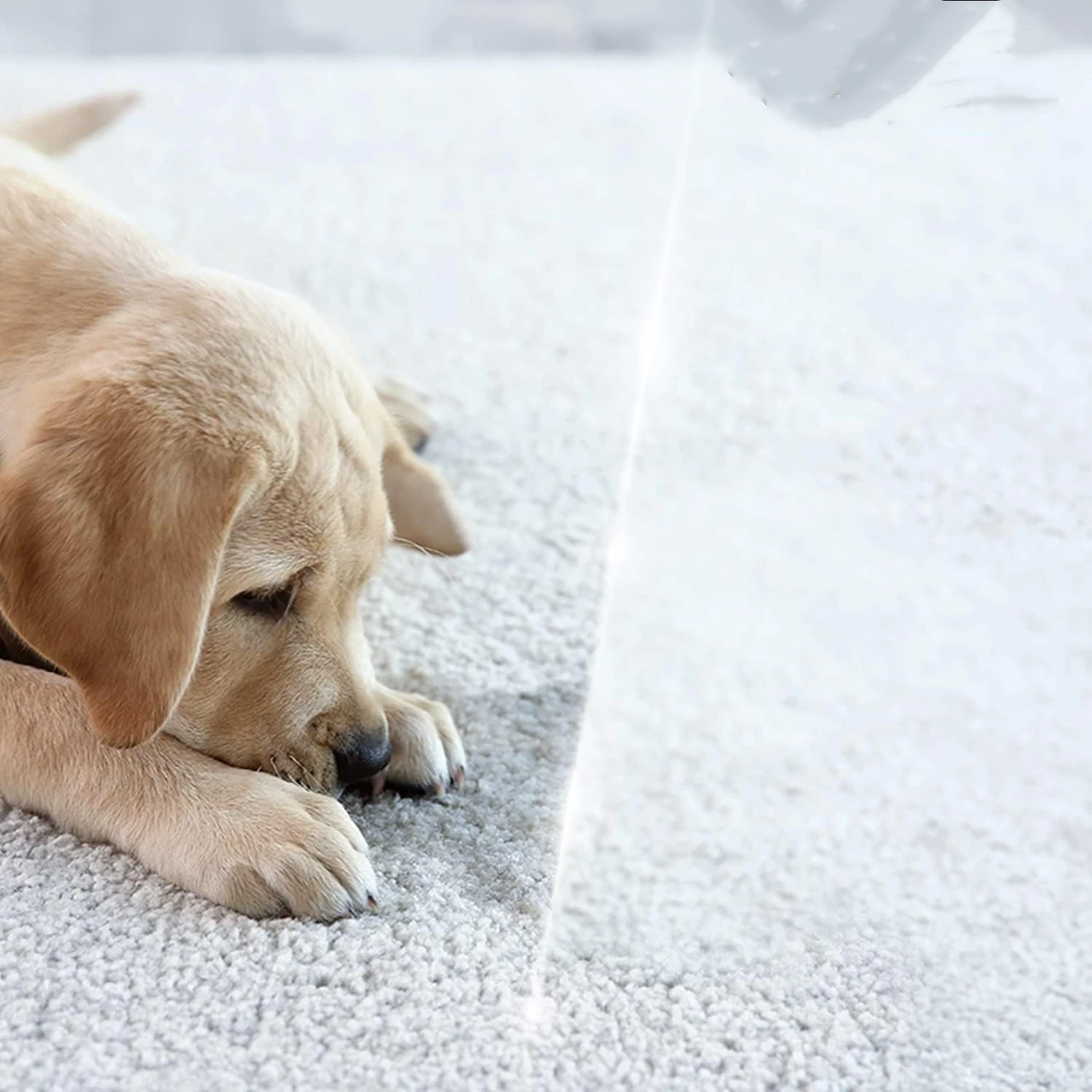 Borthalcy Odor Eliminator for Strong Odor, 500ml Enzyme Odor Remover for Home, Car Stain Remover for Cats & Dog PEE, Enzymatic Cat Urine Destroyer, Car Cleaner