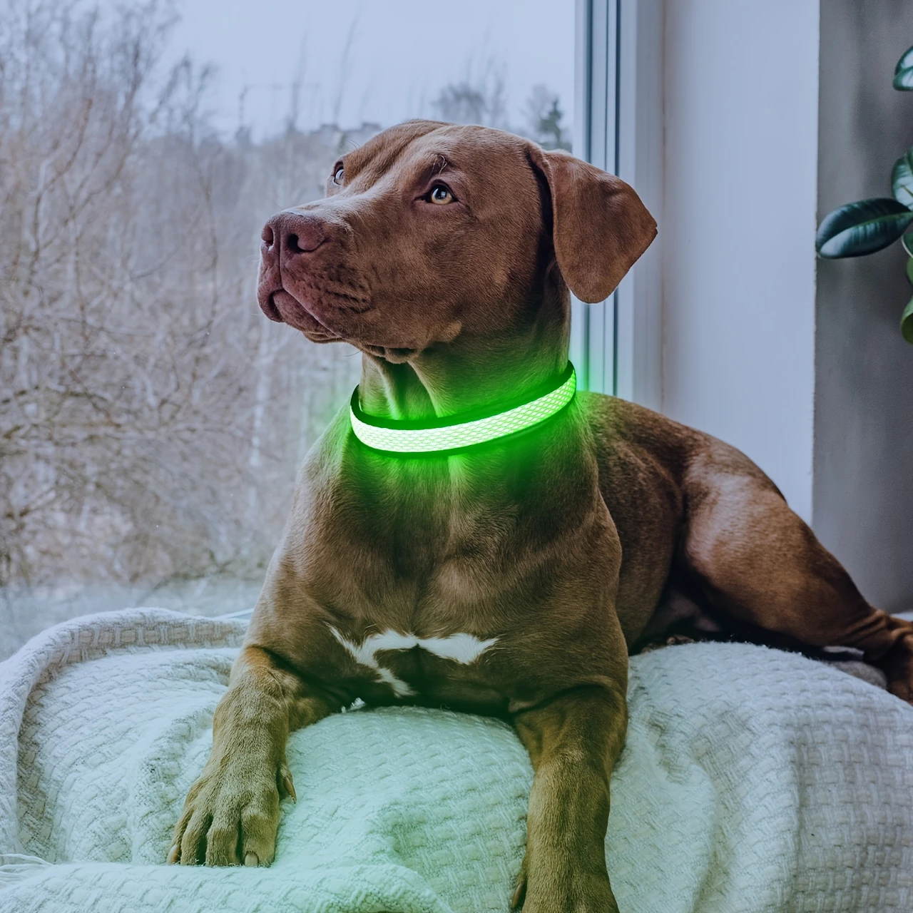 USB Rechargeable LED Dog Collar Lights - Adjustable Comfortable Soft  Mesh Safety Collar for Small, Medium, Large Dogs, 6 Colorful Lights (, Green, Red, Yellow, ) with USB Charging, Durable & Stylish Design for Nighttime Visibility