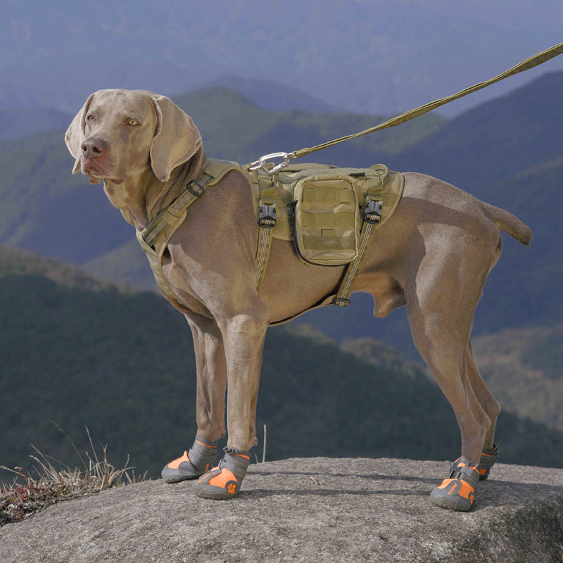 Trailpaw